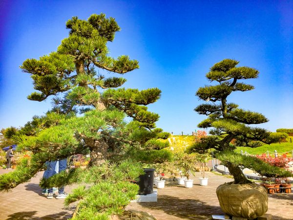 鈴鹿市植木まつり