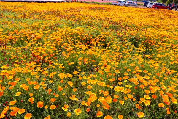 芍薬まつり